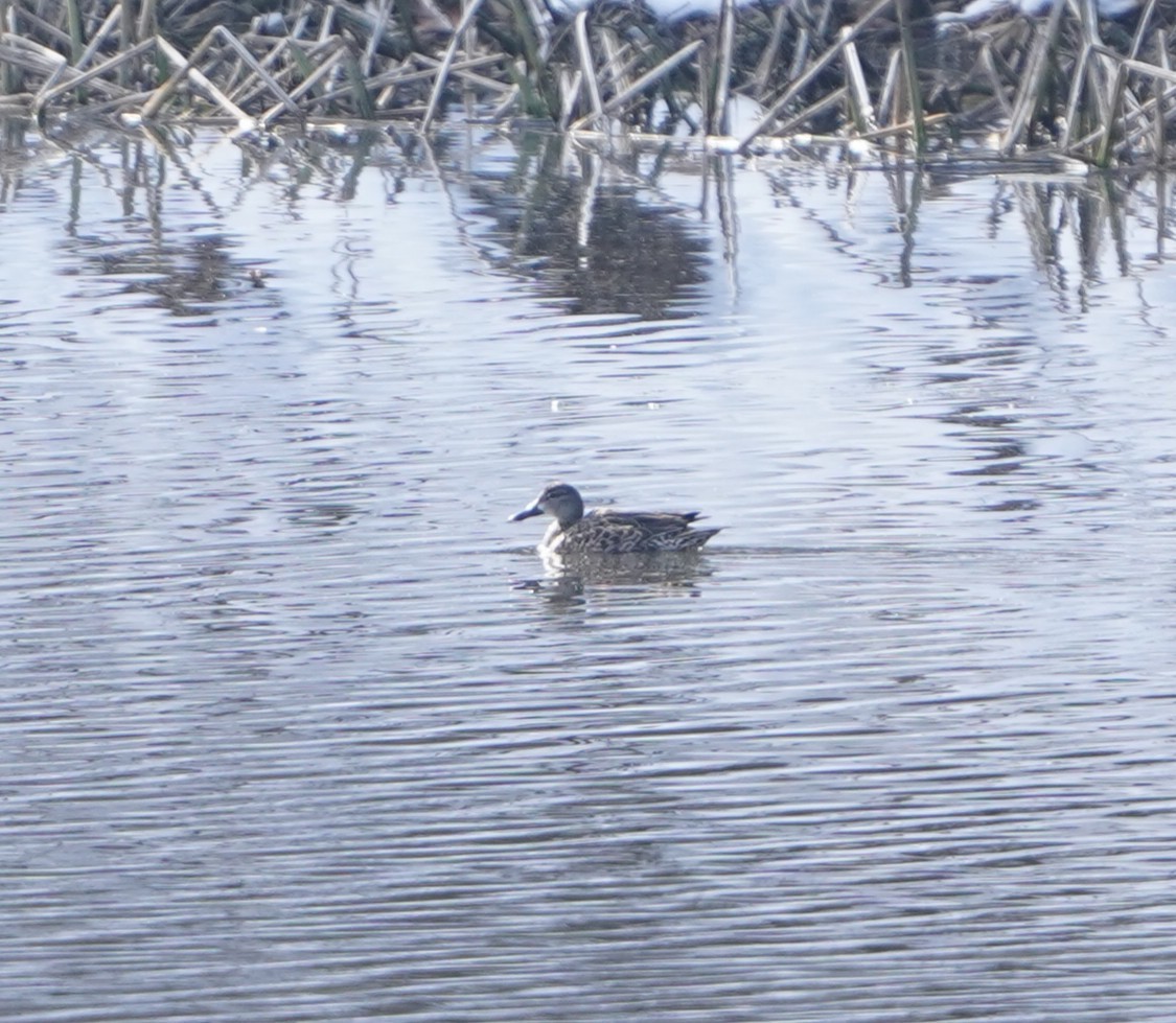 ミカヅキシマアジ - ML646483102