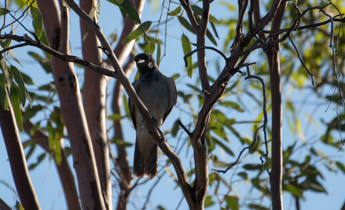 Black-faced Cuckooshrike - ML646483103