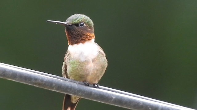 Ruby-throated Hummingbird - ML646483104