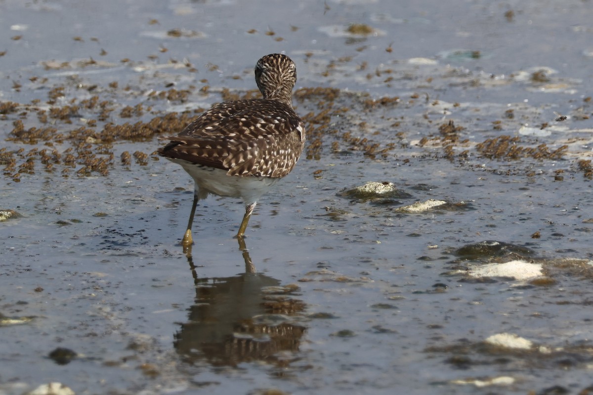 vodouš bahenní - ML646483105