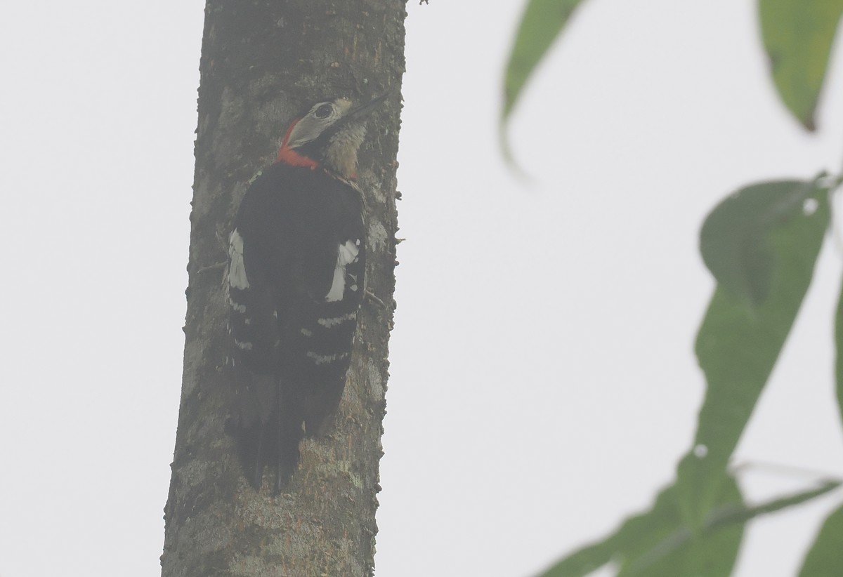 Scharlachbrustspecht - ML646483107