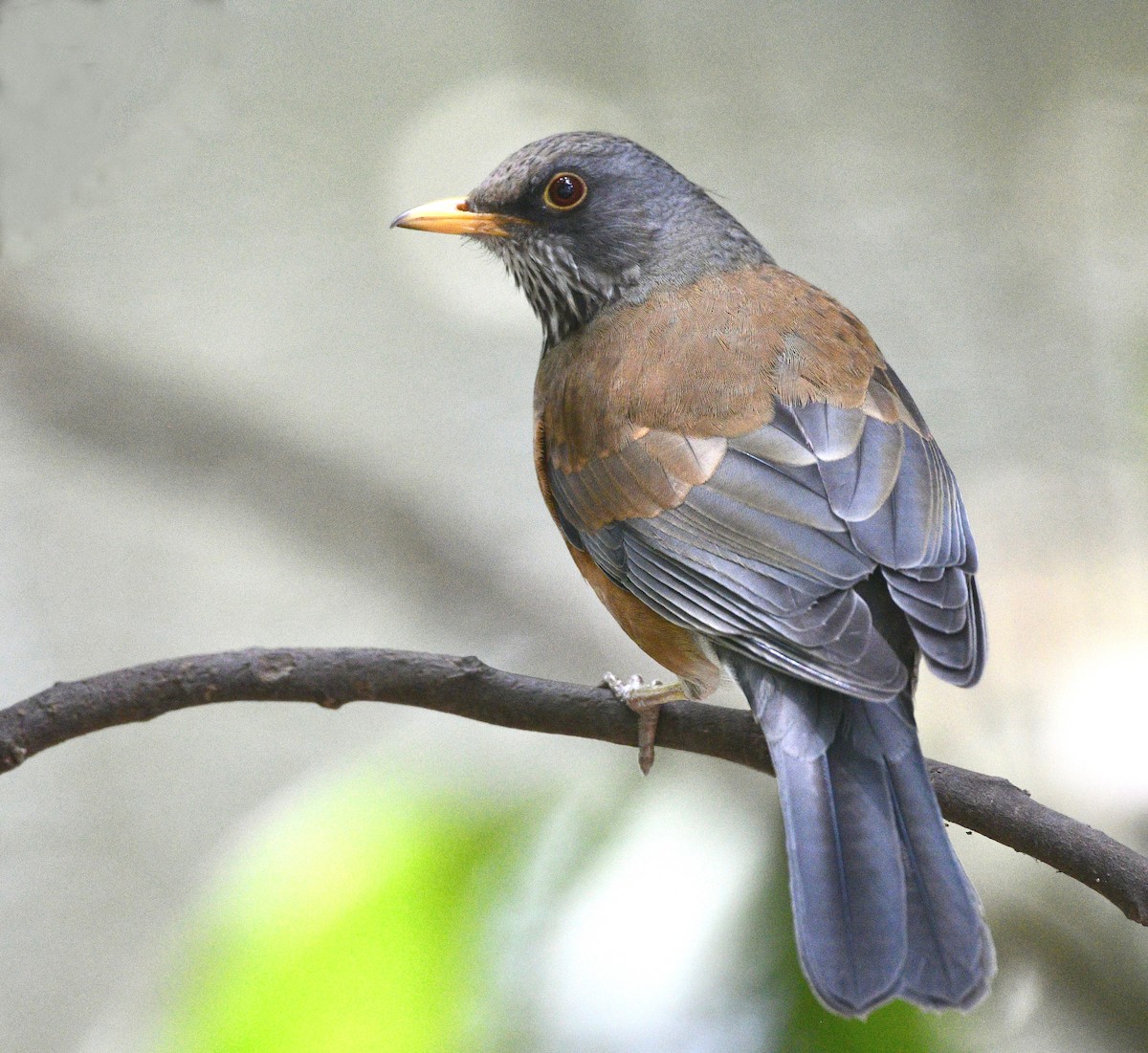 Rufous-backed Robin - ML646483112