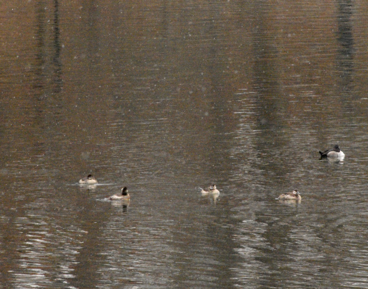 Ruddy Duck - ML646483113