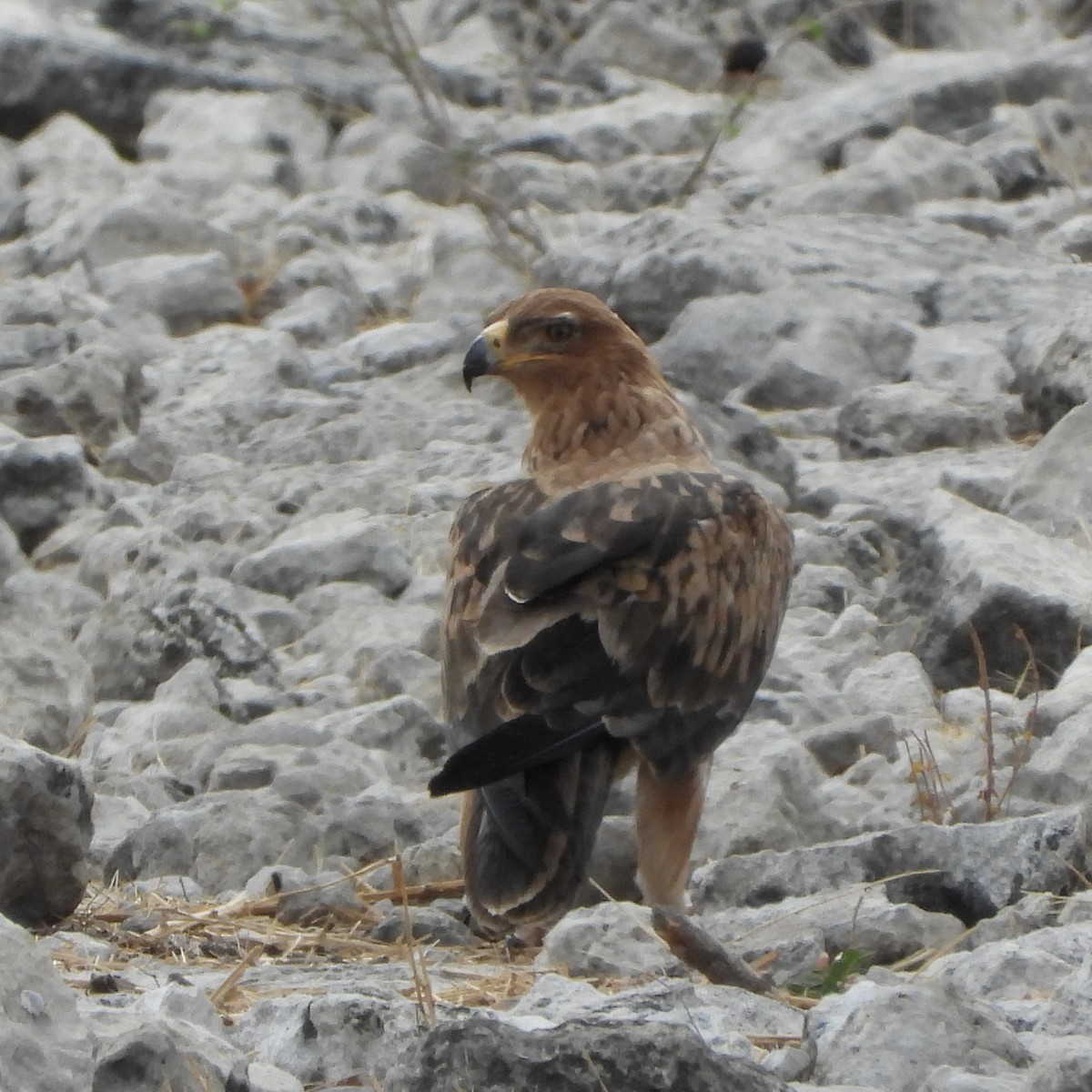 Tawny Eagle - ML646483115
