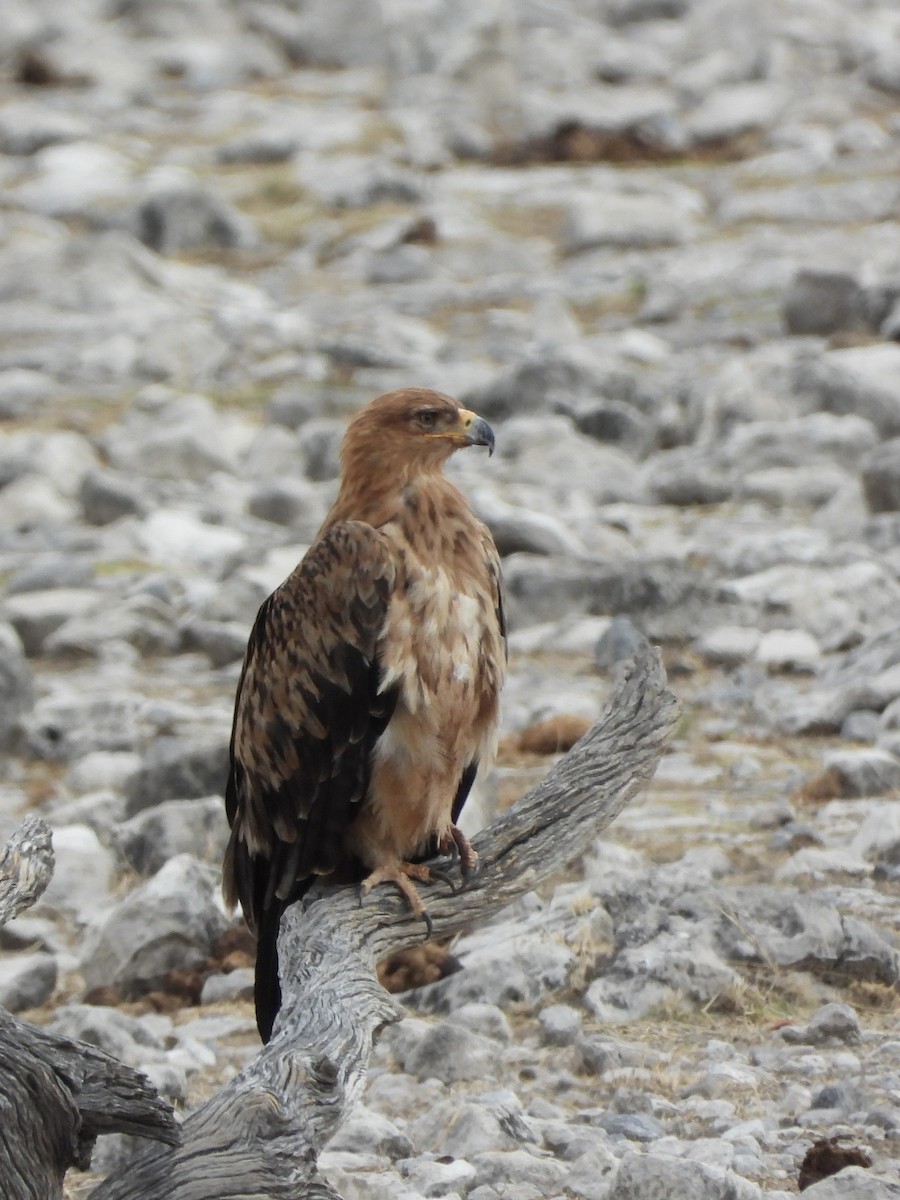 Tawny Eagle - ML646483116