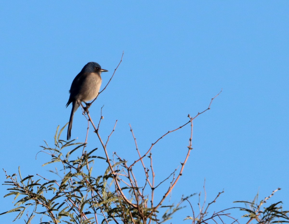 sojka vnitrozemská - ML646483117