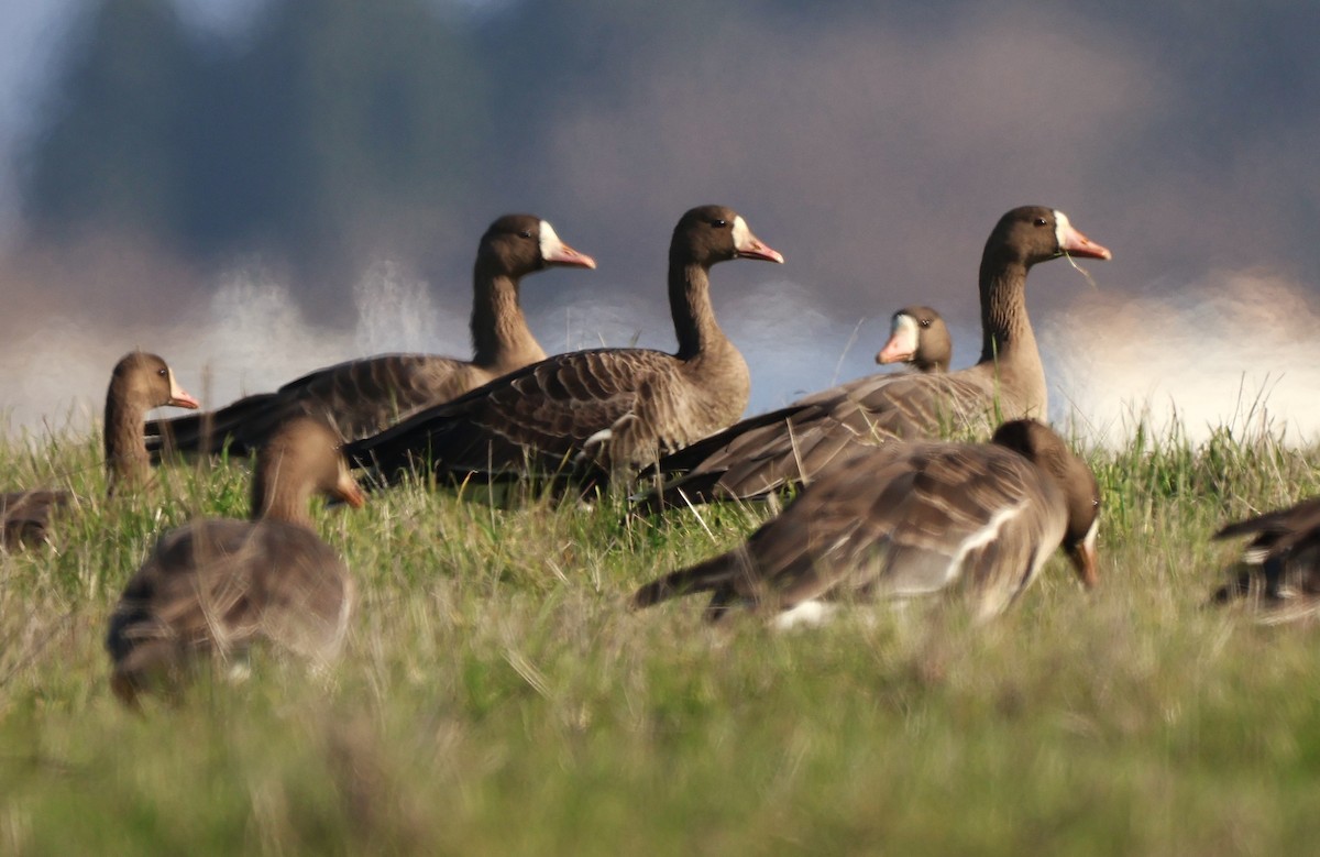 Oie rieuse - ML646483118