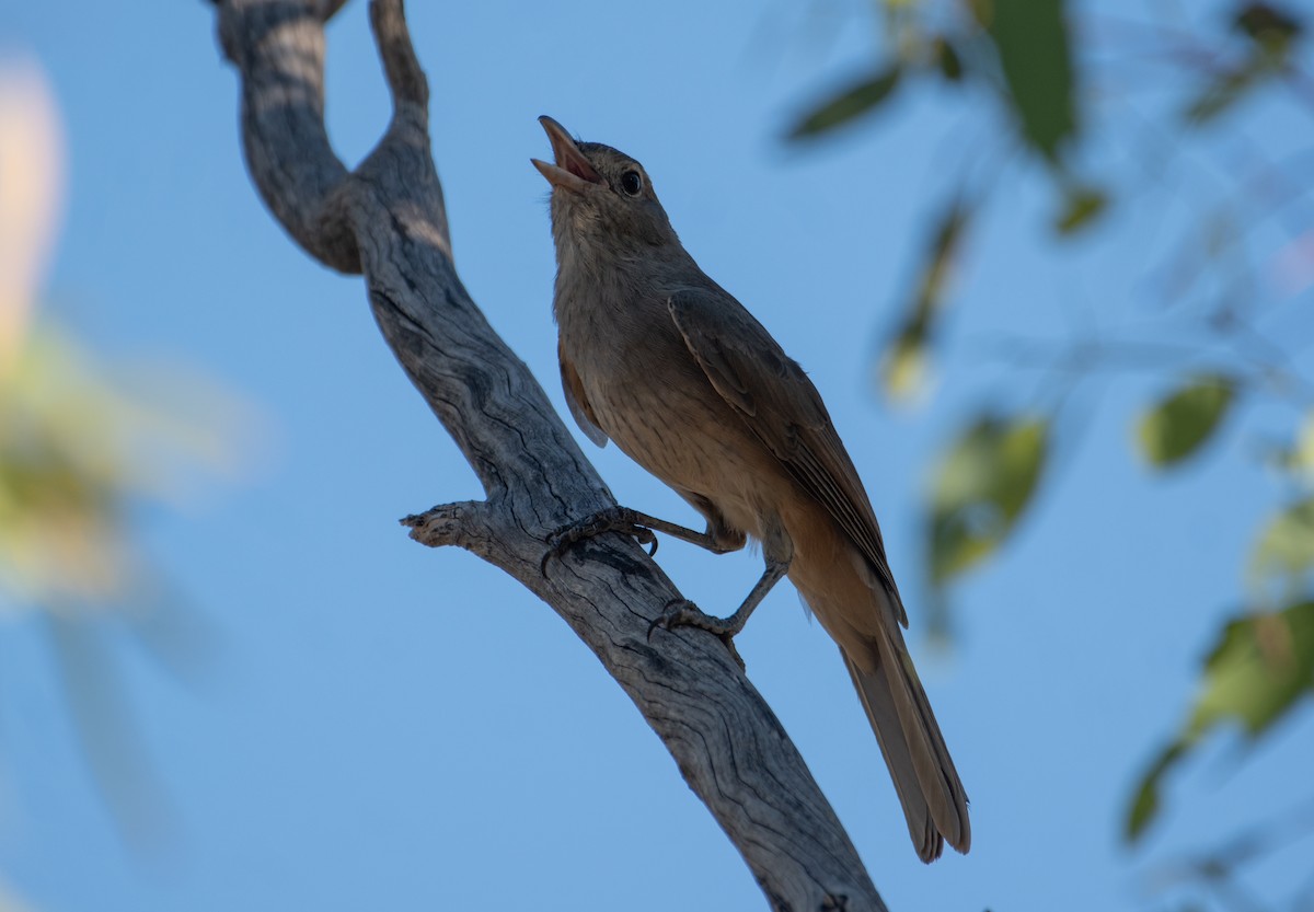 Gray Shrikethrush - ML646483119