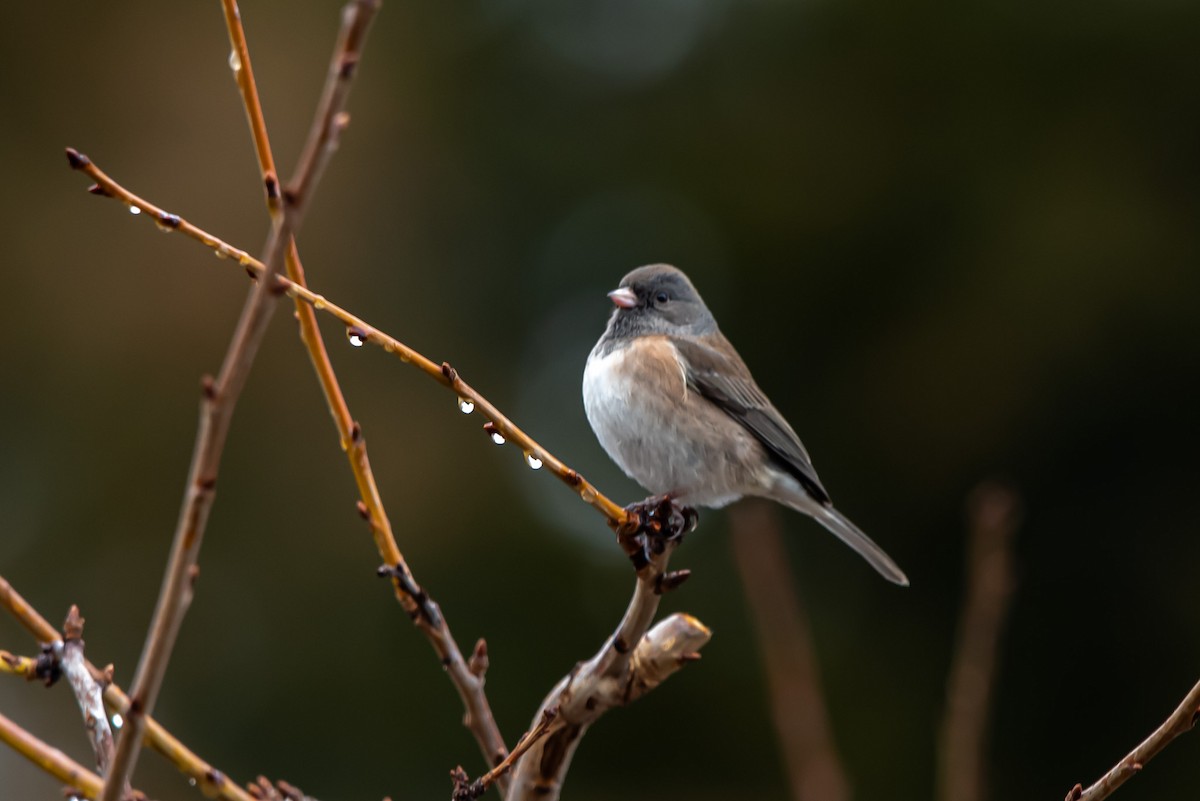 Dark-eyed Junco (Oregon) - ML646483120