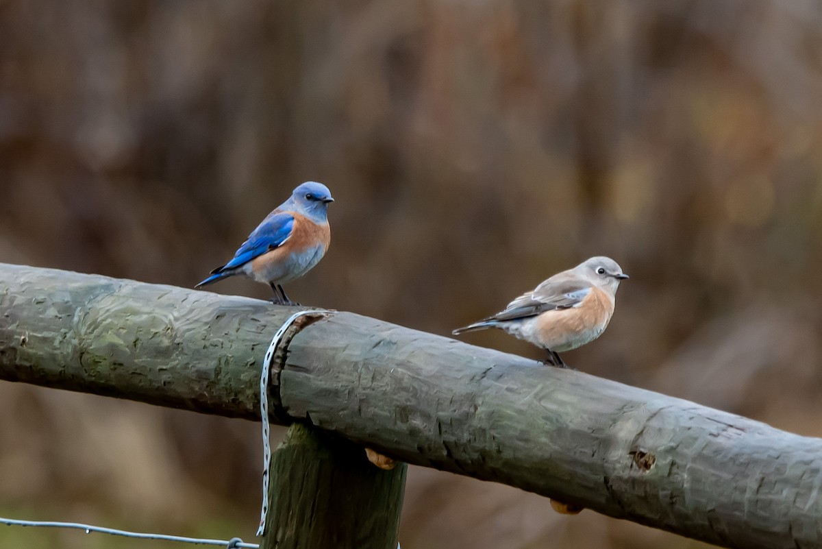 Western Bluebird - ML646483121