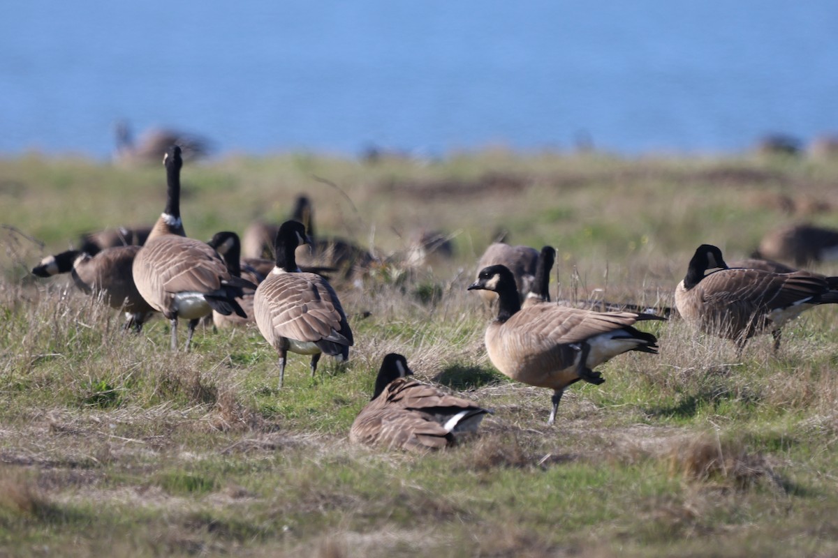 Bernache de Hutchins - ML646483122