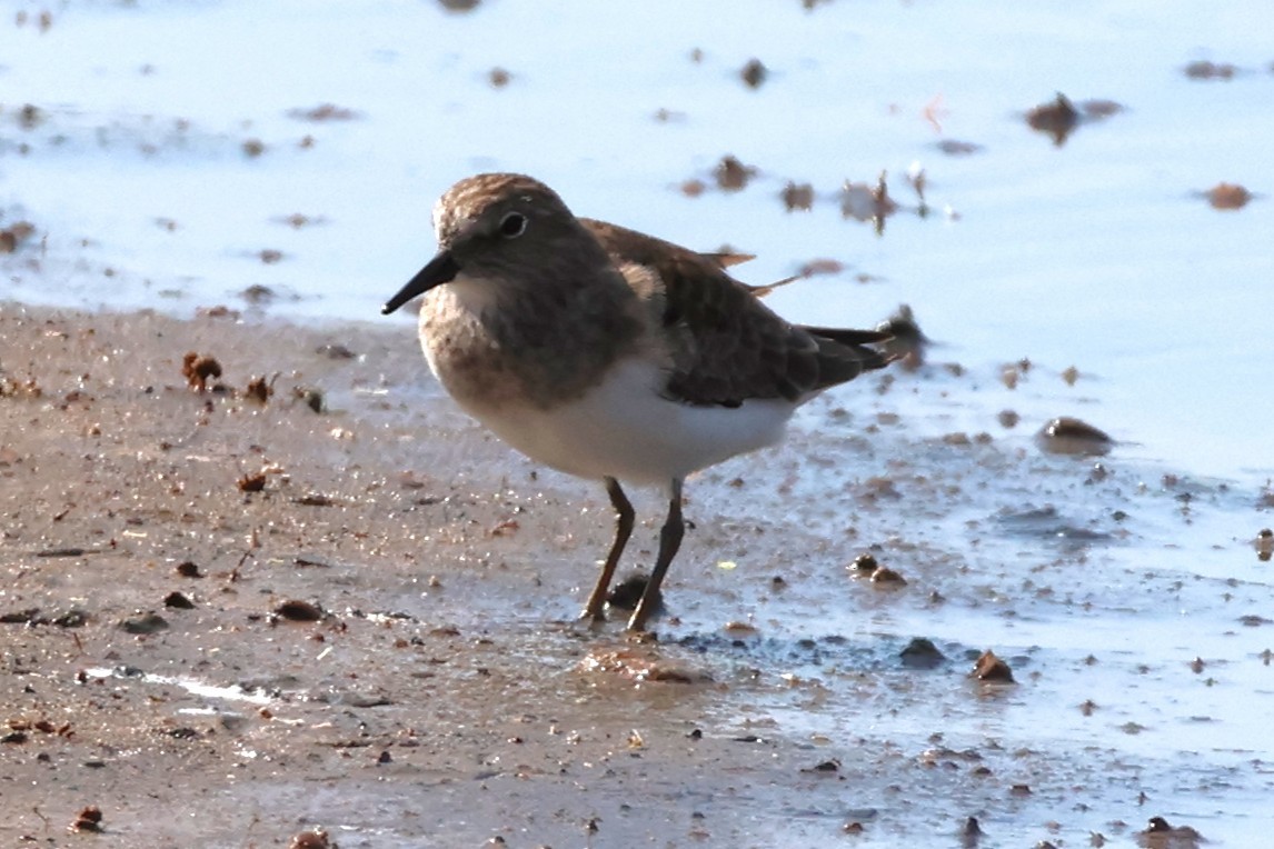 オジロトウネン - ML646483128