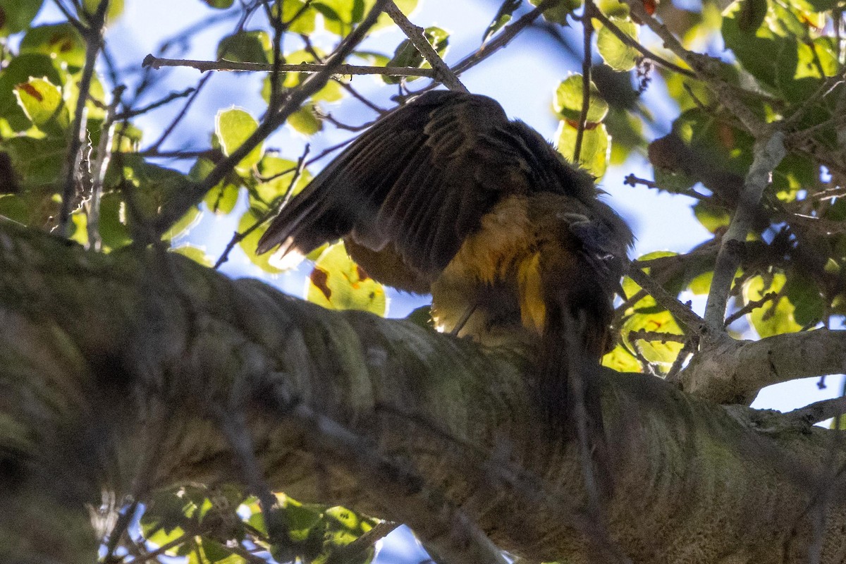 Summer Tanager - ML646483131