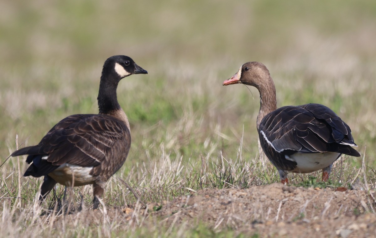 Bernache de Hutchins - ML646483133