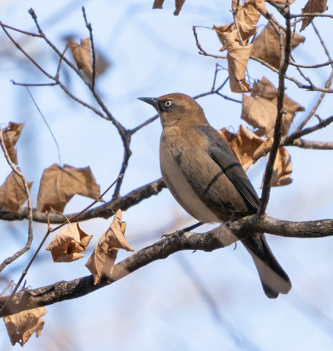 Rusty Blackbird - ML646483134