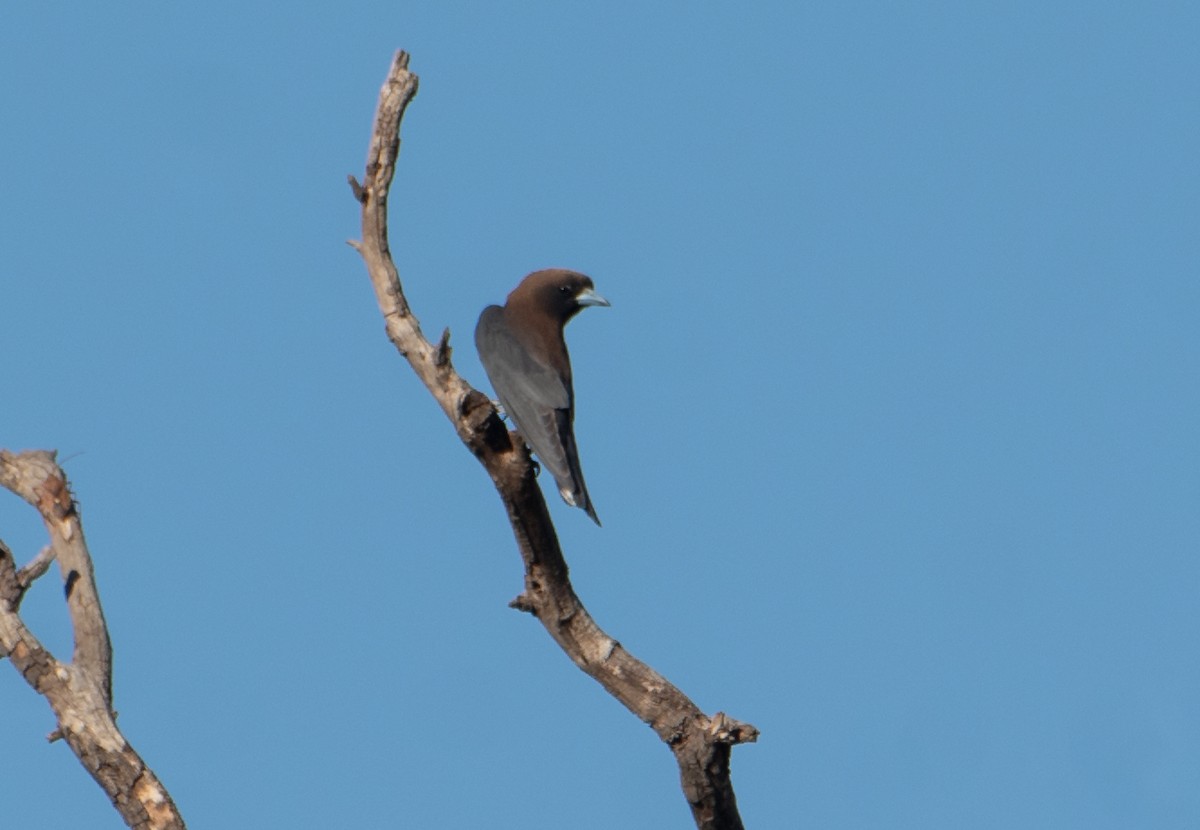 Little Woodswallow - ML646483136