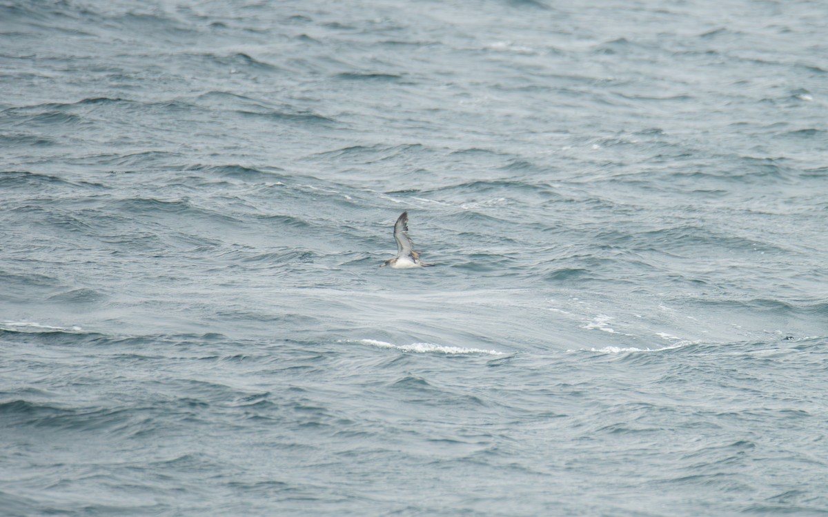 buřňák atlantský - ML646483137