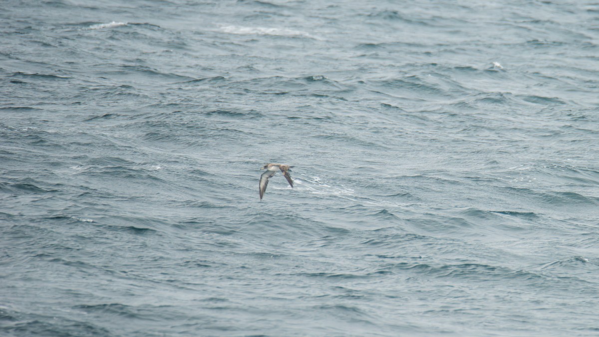 buřňák atlantský - ML646483138