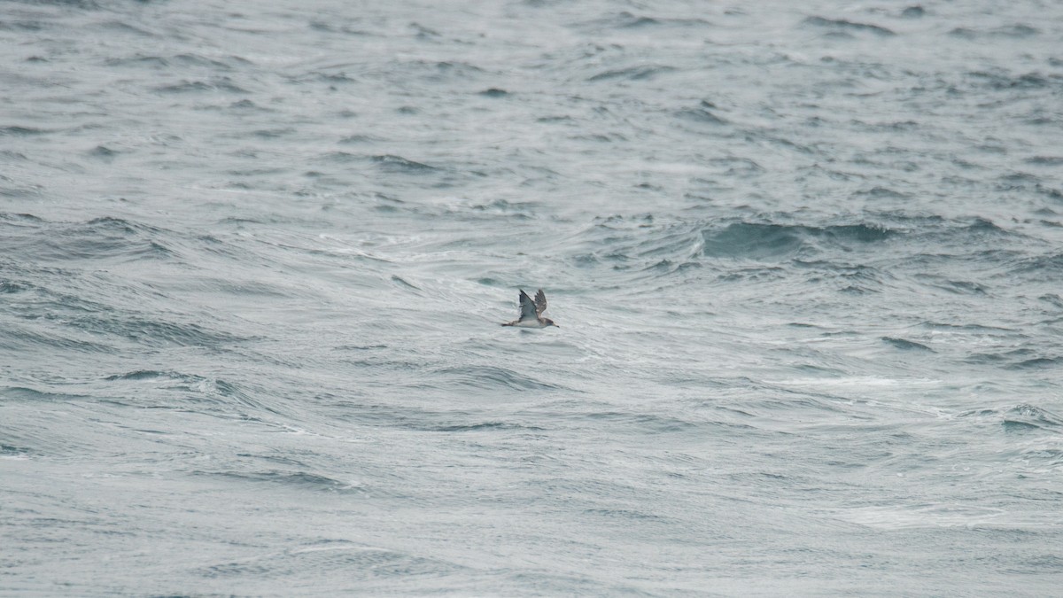 buřňák atlantský - ML646483139