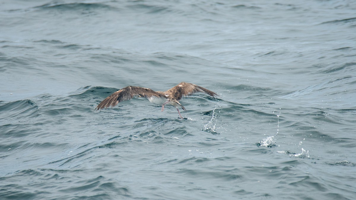 buřňák atlantský - ML646483140