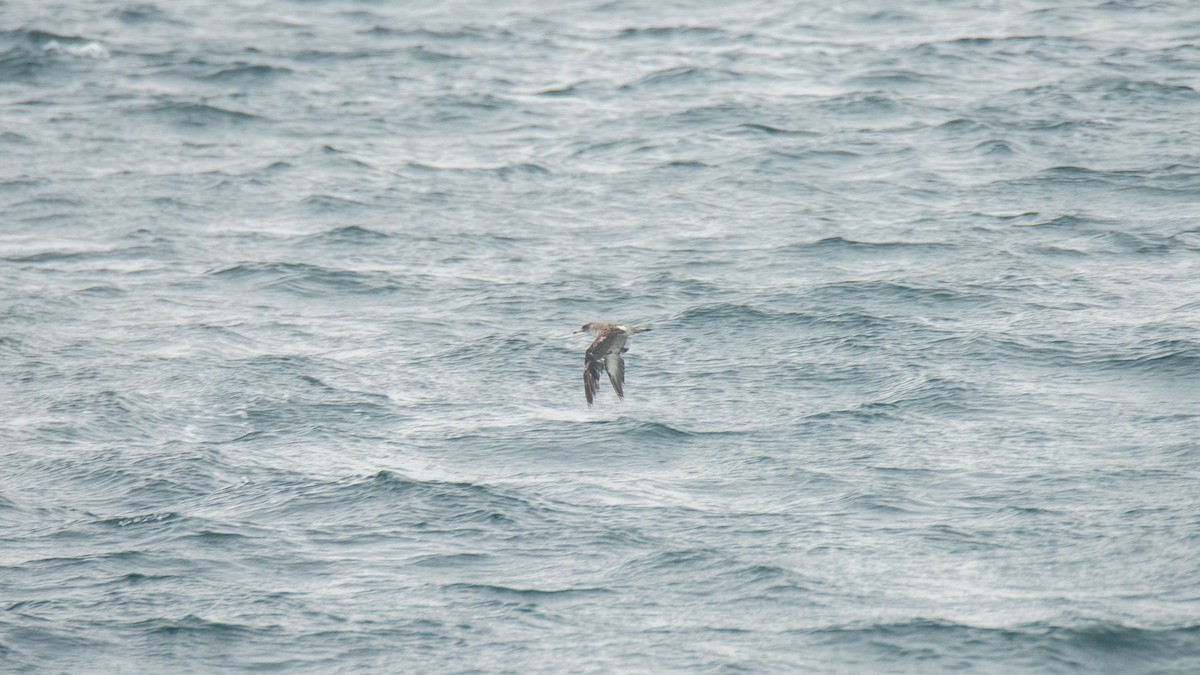 buřňák atlantský - ML646483141