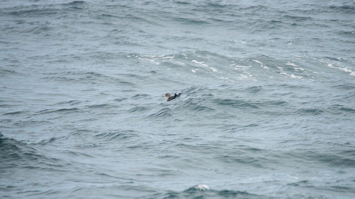 buřňák atlantský - ML646483142