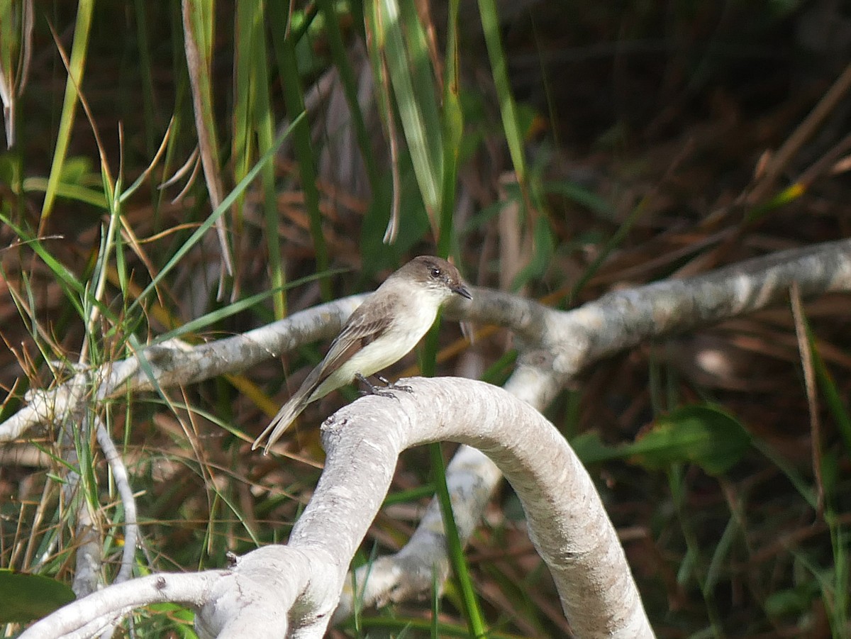 Eastern Phoebe - ML646483145