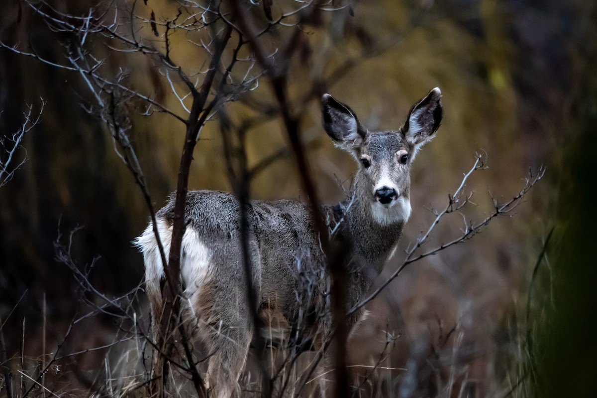 黑尾鹿 - ML646483146