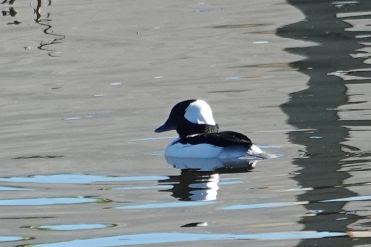Bufflehead - ML646483148