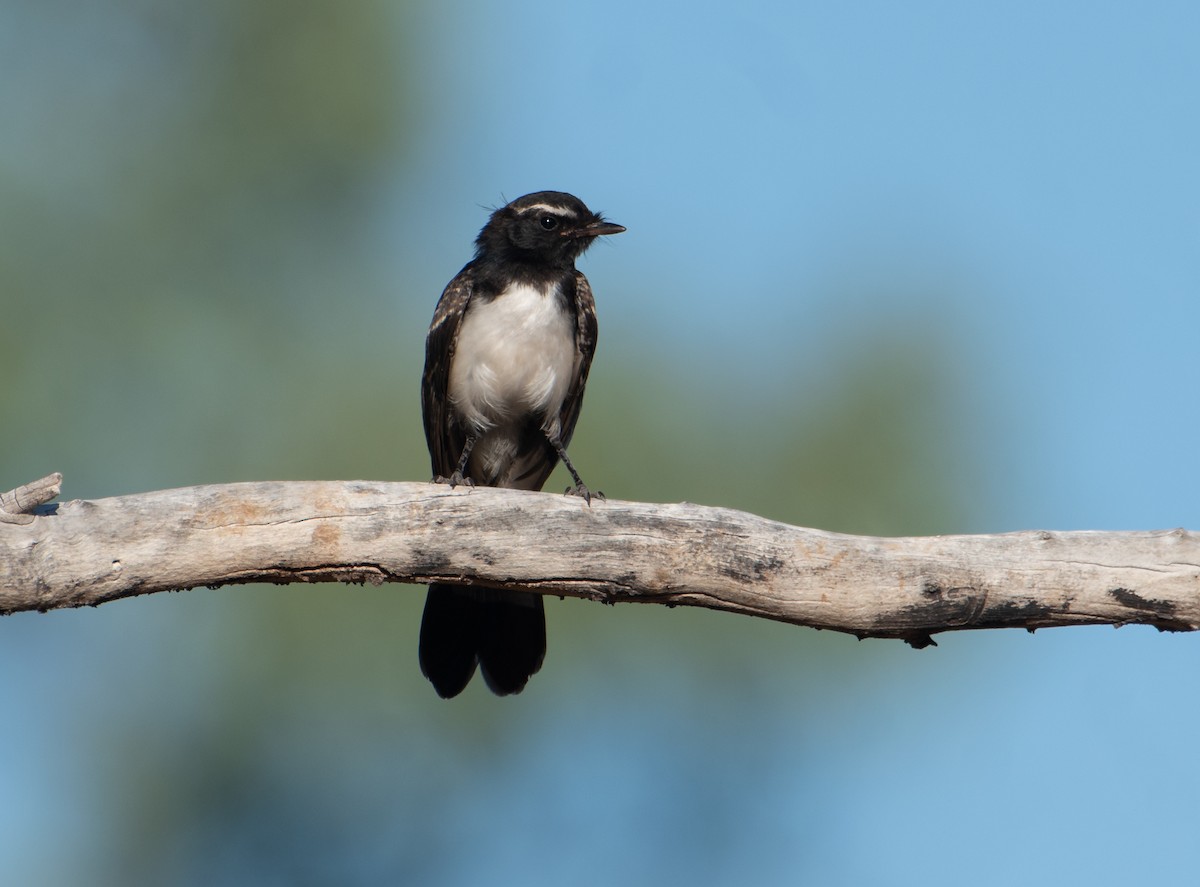 Willie-wagtail - ML646483149