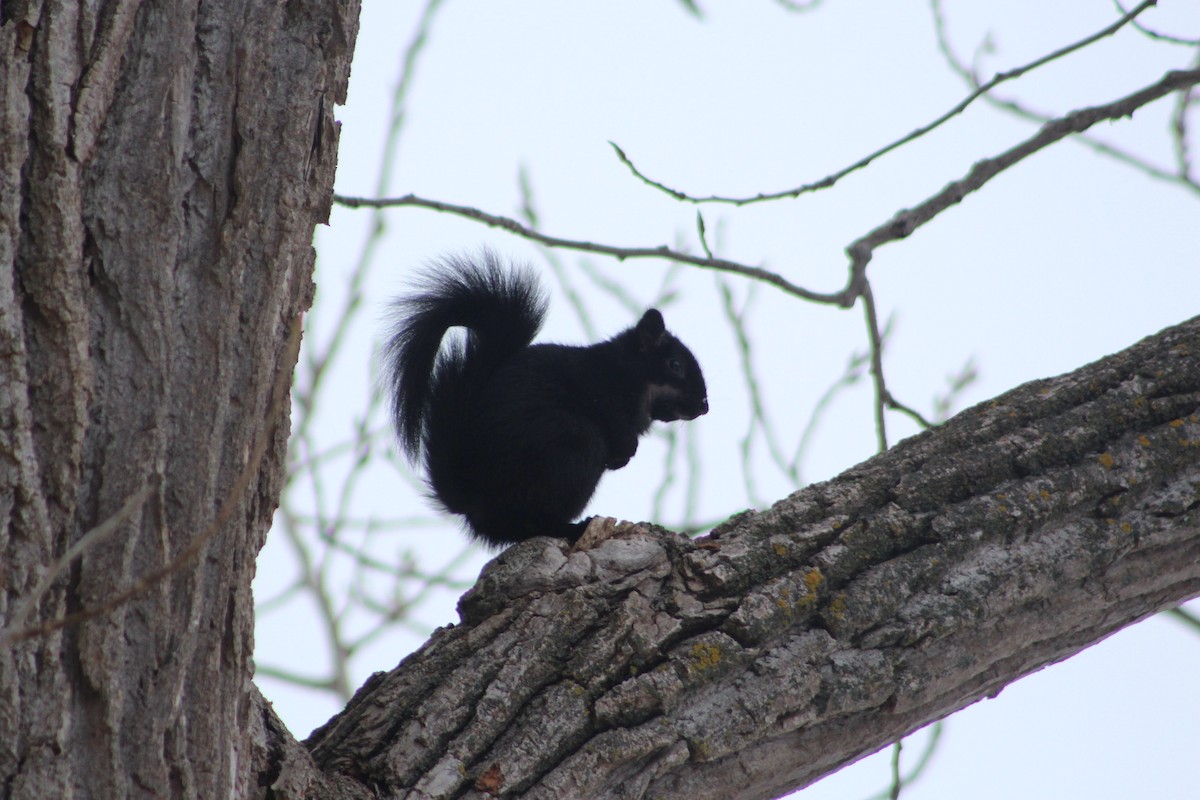 Eastern Gray Squirrel - ML646483153