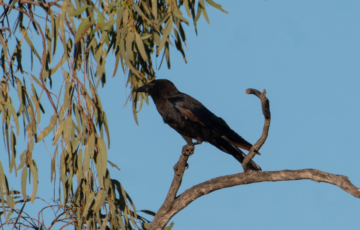 Little Crow - ML646483156