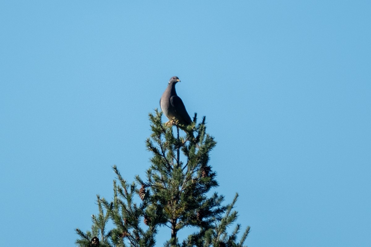 Band-tailed Pigeon - ML646483157