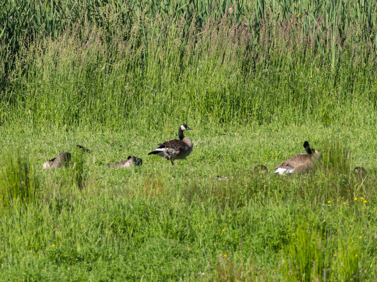 berneška velká - ML646483163