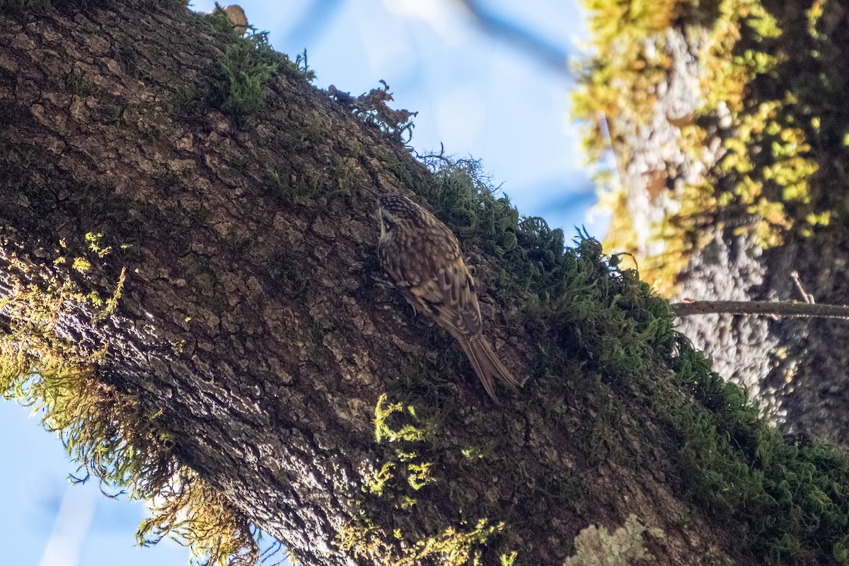 Brown Creeper - ML646483166