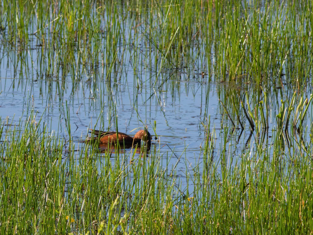 čírka skořicová - ML646483168