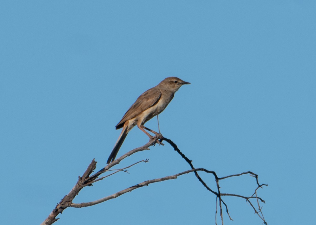 Rufous Songlark - ML646483170