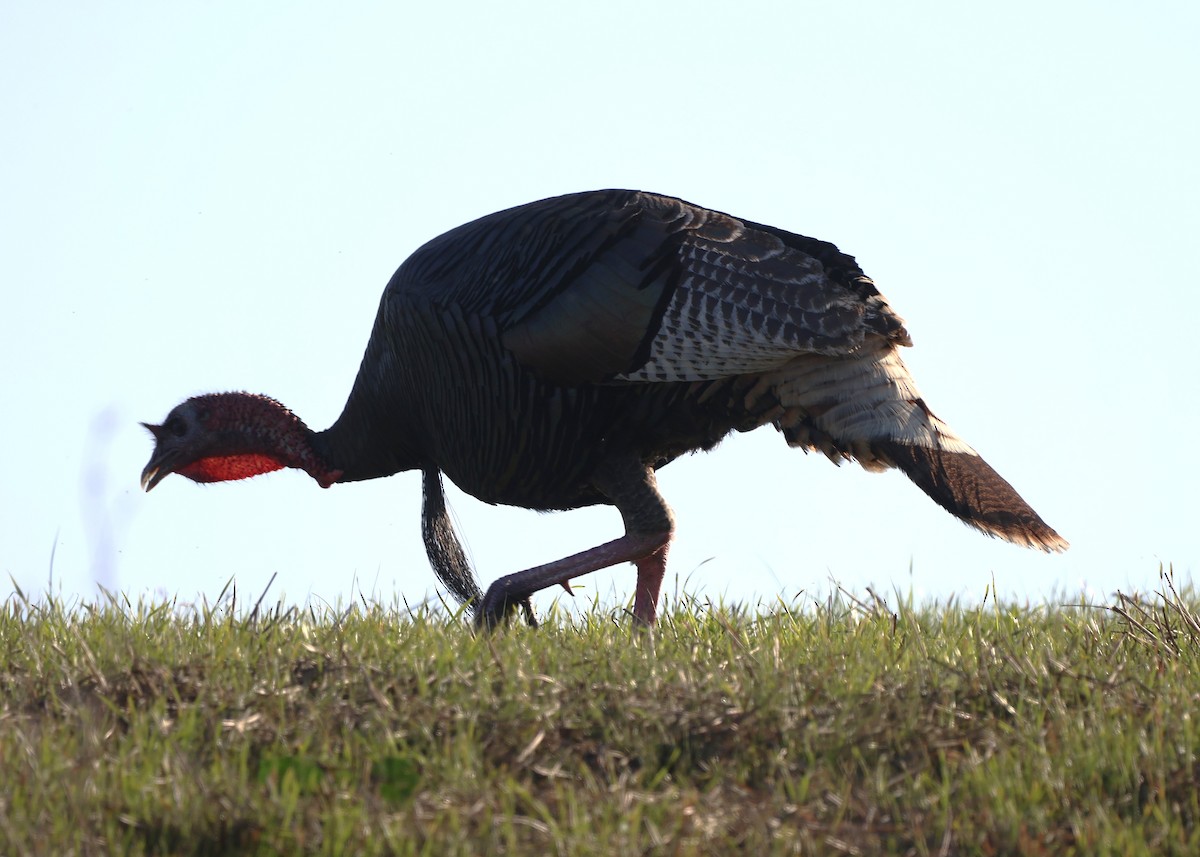 Dindon sauvage - ML646483172