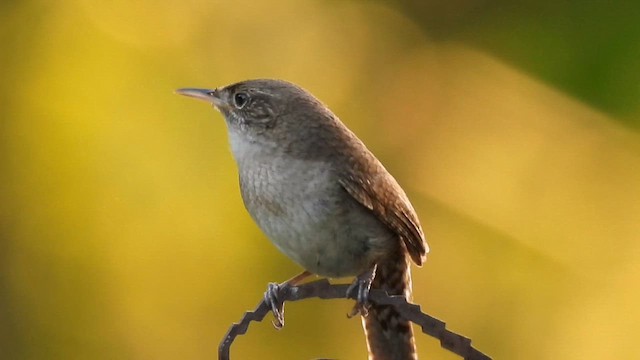 Northern House Wren - ML646483176