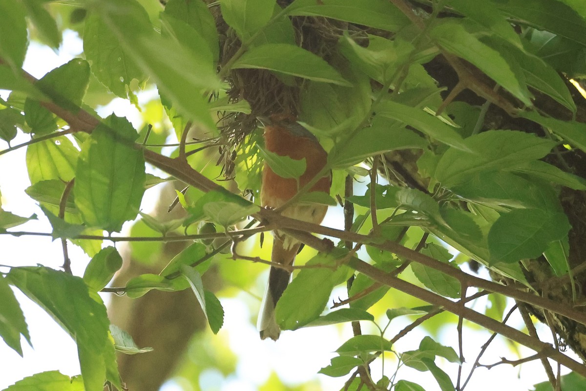 Rusty-browed Warbling Finch - ML646483177