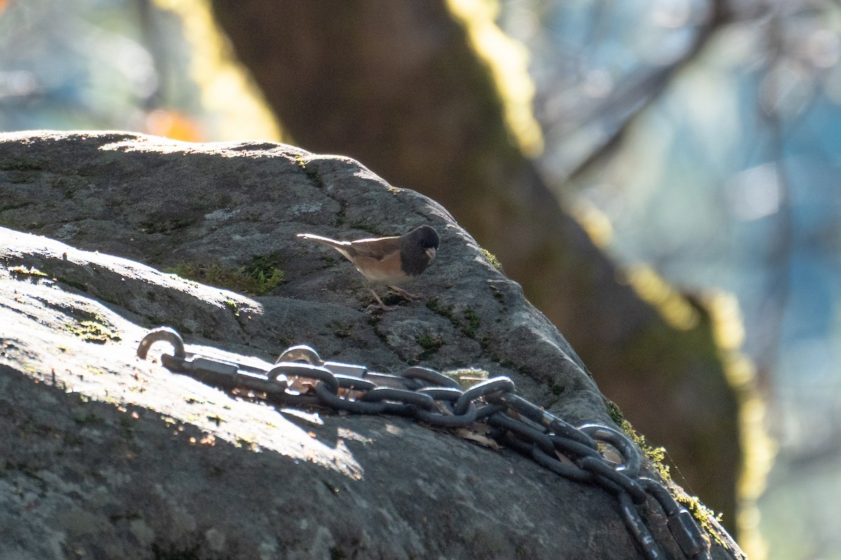 Dark-eyed Junco - ML646483178