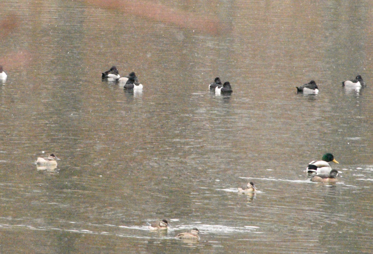 kobberand - ML646483179