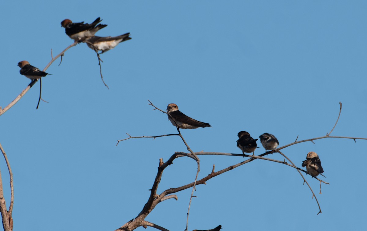 Fairy Martin - ML646483180