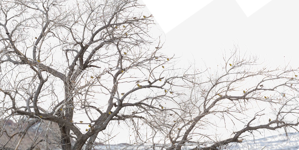 Western Meadowlark - ML646483182