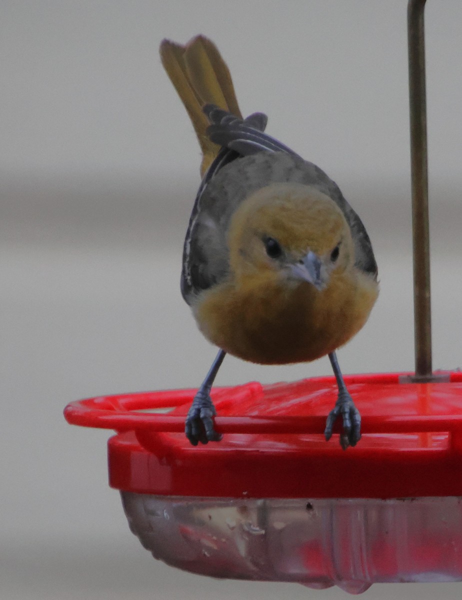 Балтиморский трупиал - ML646483183