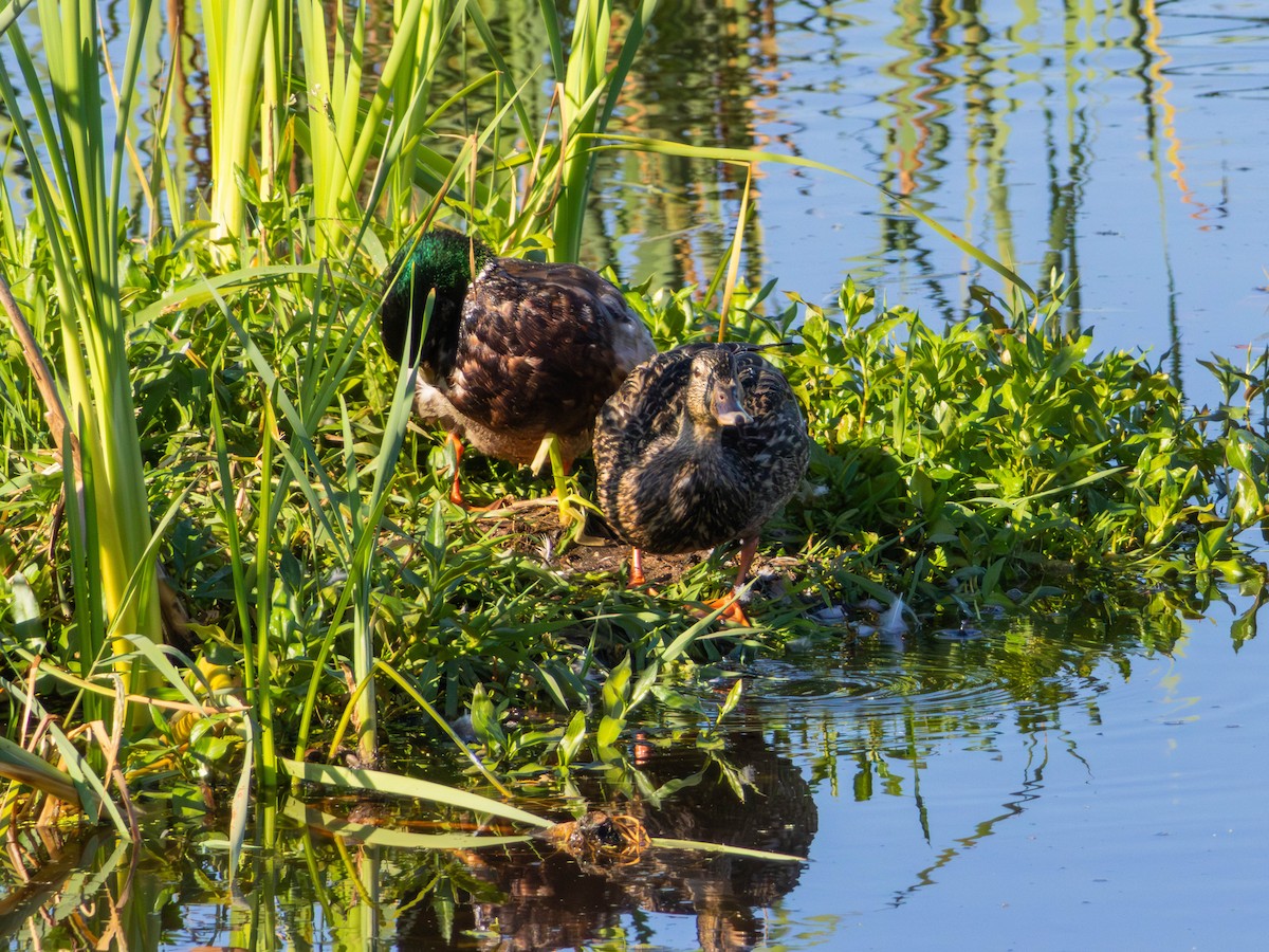 kachna divoká - ML646483184