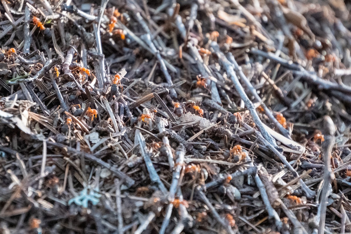 Wood, Mound, and Field Ants - ML646483185