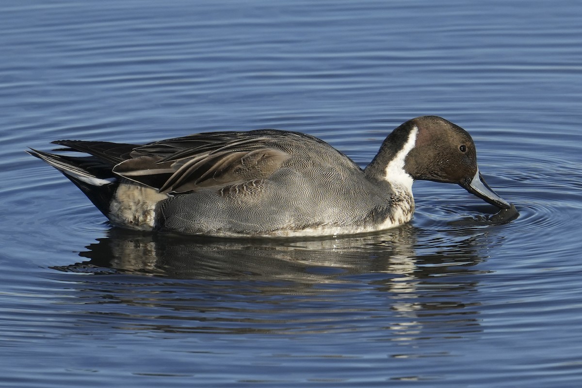 Northern Pintail - ML646483186