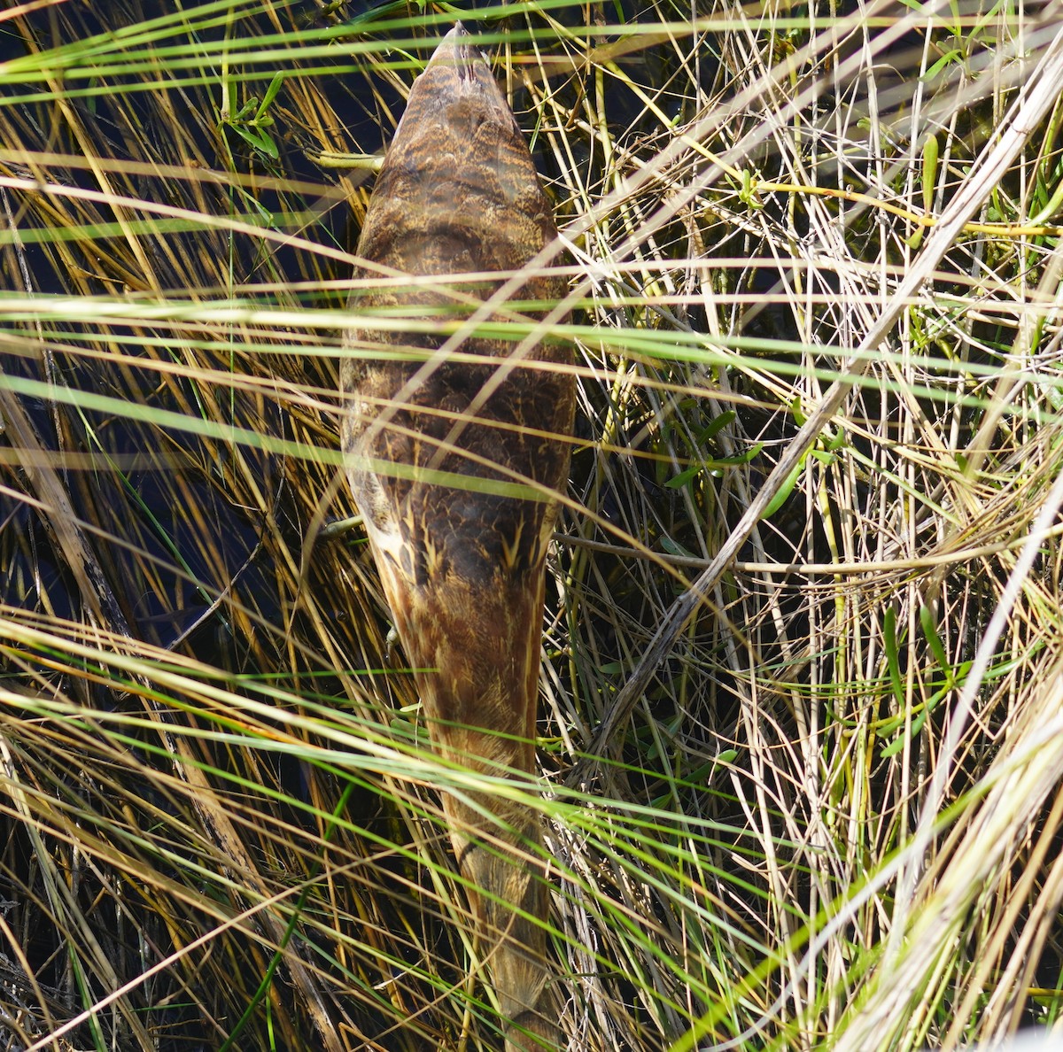 Amerika Balabanı - ML646483187