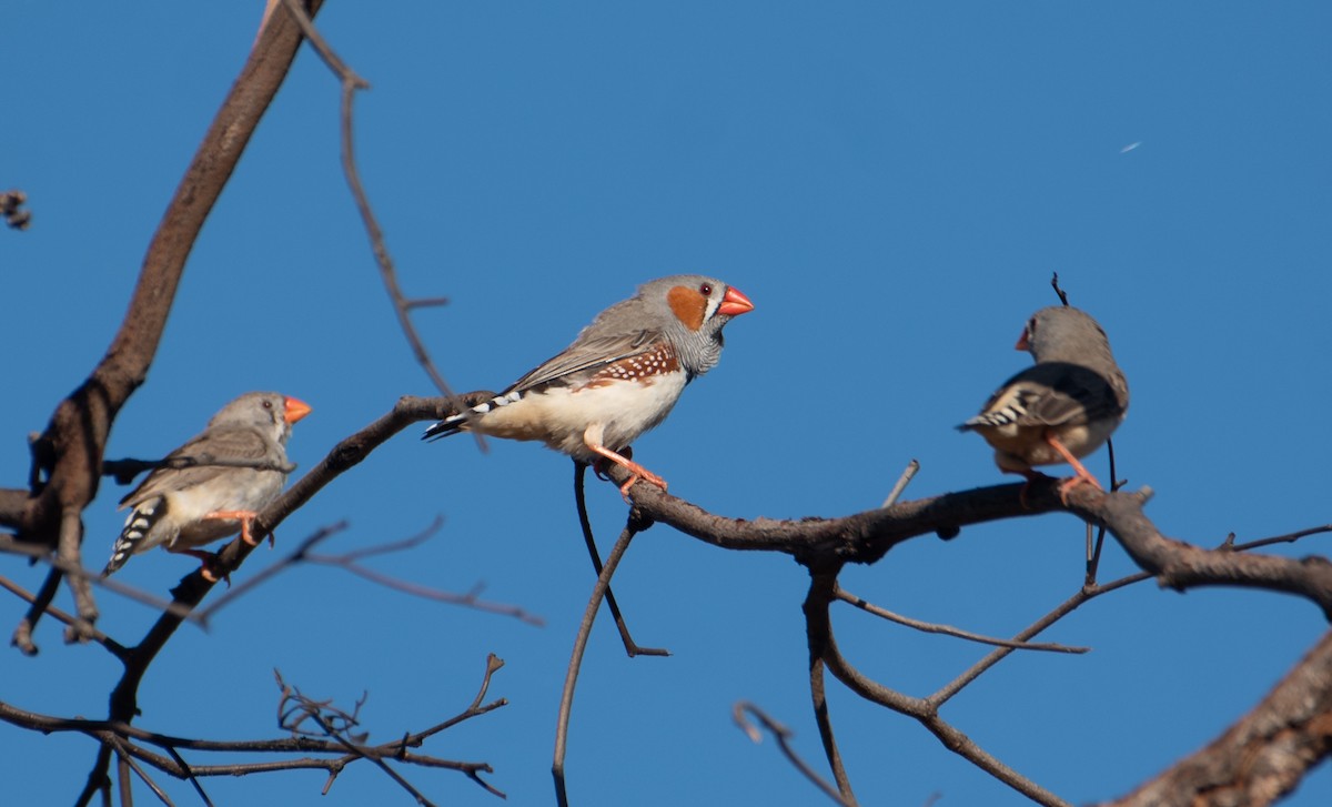 Zebra Finch (Australian) - ML646483188